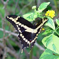 Giant Swallowtail visiting Lantana flowers