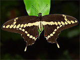 Papilio cresphontes - Giant Swallowtail