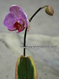 variegated Phalaenopsis orchid