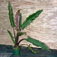 Alocasia Lauterbachiana