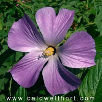 Blue Hibiscus - Alyogyne huegelii