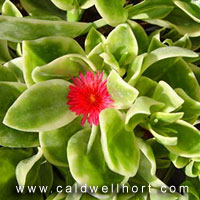 Aptenia-cordifolia--Variegated-Ice-Plant