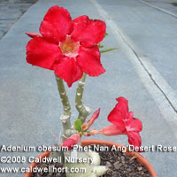 Adenium obesum 'Phet Nan Ang'