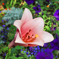 Lilium longiflorum 'Casa Rosa' (Hybrid Easter lily)