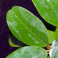 Capparis cynophallophora leaf