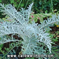 Centaurea gymnocarpa 'Colchester White'