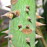 Silk Floss Tree - Chorisia speciosa