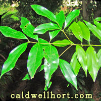 Cinnamomum cassia leaves