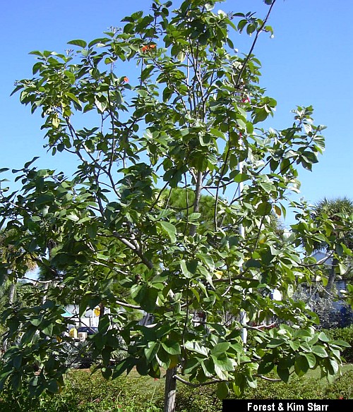 Geiger Tree