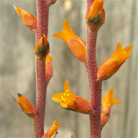 Dyckia Bromeliad in Flower