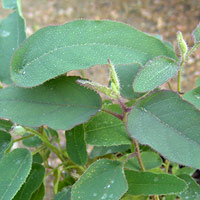 Eucalyptus citridora - Lemon Eucalyptus