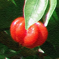Surniam Cherry