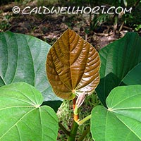 Ficus-roxburghii-new-leaf