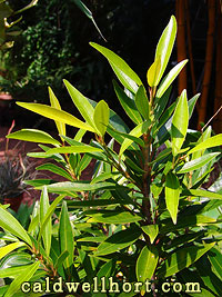 Ficus salicifolia 'willow-leaf' Fig