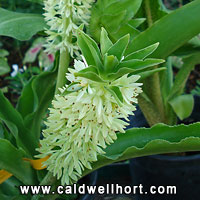 Green Pineapple Lily