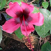 Fiji Island Hibiscus