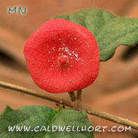 Holmskioldia sanguinea Red-Chinamans Hat Red