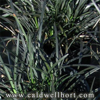 Ophiopogon-planiscapus-'nigrescens'-Black-Monkey-Grass