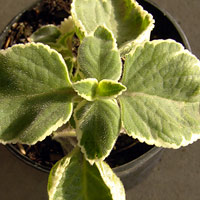 Plectranthus tomentosa - Vick's Plant