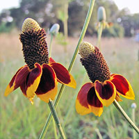 Ratibida columnaris - Mexican Hat Flower