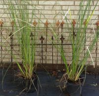 Vetiveria zizanoides - Vetiveria Grass