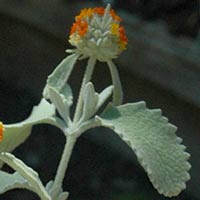 buddleja marrubiifolia