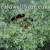 Artemisia Silver Powis