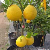 Bloomsweet Hybrid Grapefruit