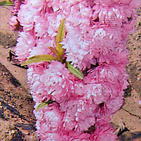 Double Pink Flowering Almond