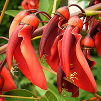 Erythrina crista-galli flower