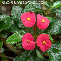 Euphorbia-geroldii-flowers