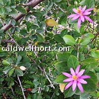 Grewia lavender star shrub