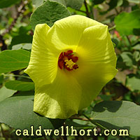 Hibiscus hamabo flower