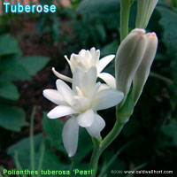 Polianthes tuberosa 'Pearl'