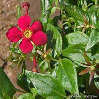 Rondeletia splendens-Panama Rose