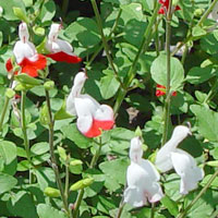 Salvia microphylla (grahamii) 'Hot Lips'