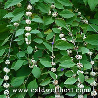 Callicarpa americana 'Lactea'_White American Beautyberry