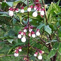 Clerodendrum "Light Bulbs"