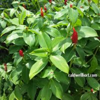 Costus red buttons