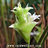 Calathea louisae Flower