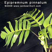 Epipremnum pinnatum 