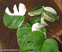 Split-Leaf-Philodendron-Monstera-deliciosa-Variegated