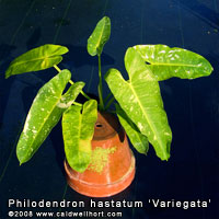 Philodendron hastatum 'Variegata'