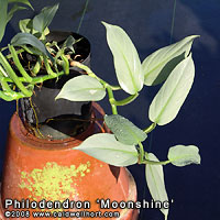Philodendron moonshine - A blue leaf Philodendron