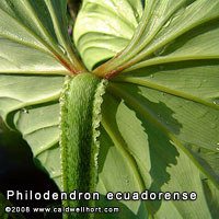 Philodendron ecuadorense leaf rear detail