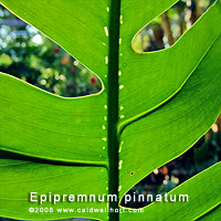 Epipremnum pinnatum rear of leaf detail