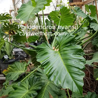 Philodendron evansii