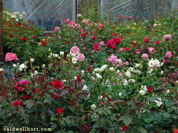 Caldwell Nursery Roses