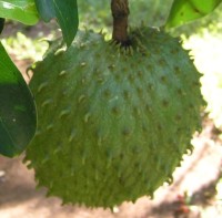 Soursop photo by Damien Boilley