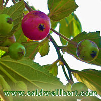 Jamaica Cherry - Muntingia calabura